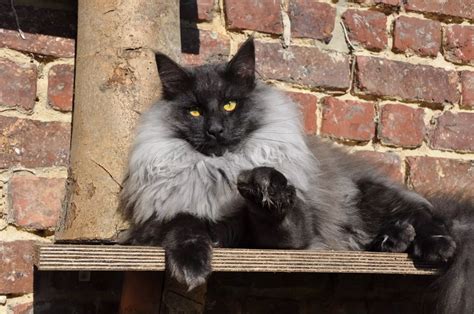 The Rarest Cat Coat Colors And Patterns