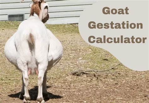 Best Goat Gestation Calculator - Goat Calculator
