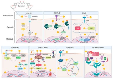 Mechanism of Anti-Cancer Activity of Curcumin on Androgen-Dependent and ...