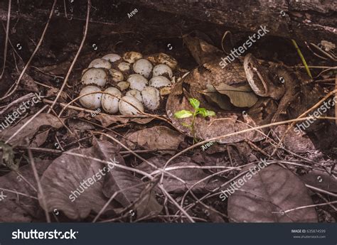 King Cobra Nest