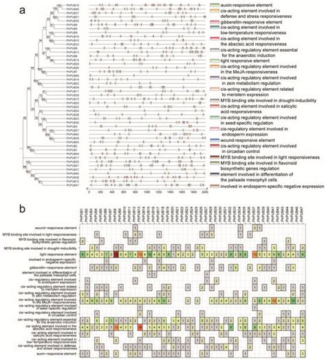 Characterization and Expression Analysis of PUB Gene Family Involved in ...