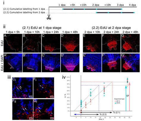 Cell Proliferation Indices in Regenerating Alitta virens (Annelida ...
