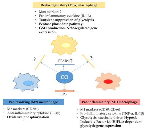Therapeutic Potential of Carbon Monoxide (CO) and Hydrogen Sulfide (H2S ...