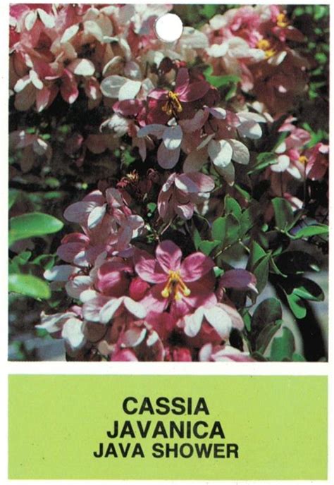 Java Shower 的图像结果