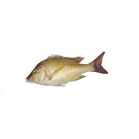 Buy Meen Kadai Fish - Emperor (Vilai Meen), Big Online at Best Price of ...