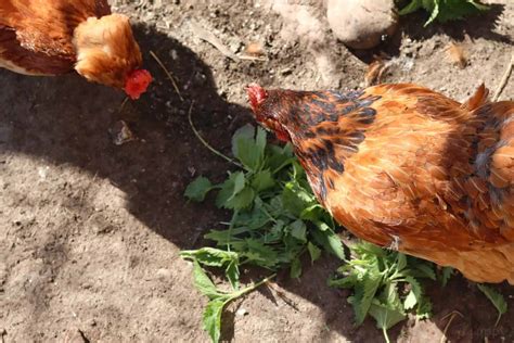 What Do Chickens Eat Greens