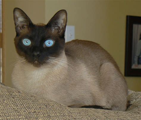 Beautiful Seal Point Siamese Cat Facts