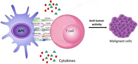 Antitumor Potential of Immunomodulatory Natural Products
