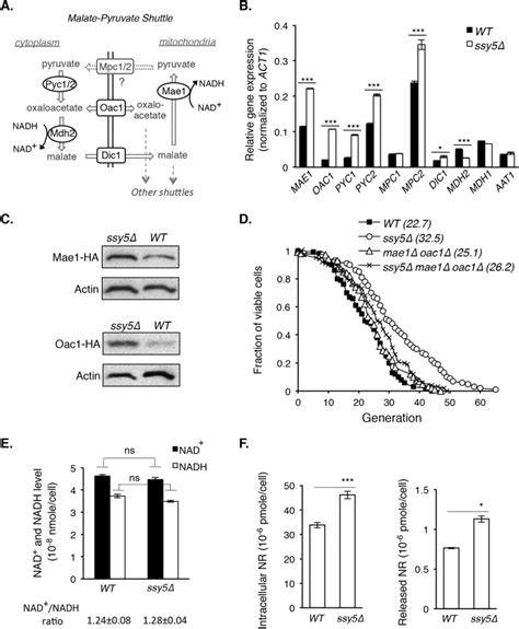Image result for Negative Control for SysV