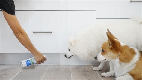 Image result for PetSafe Insect Control