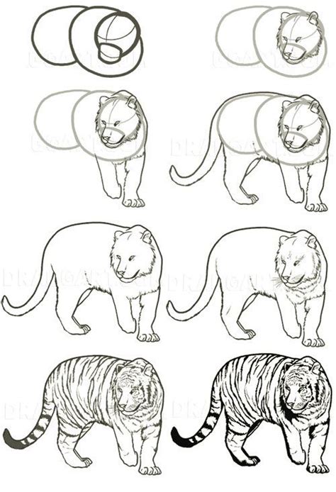 Image result for Tiger Drawing Tutorial