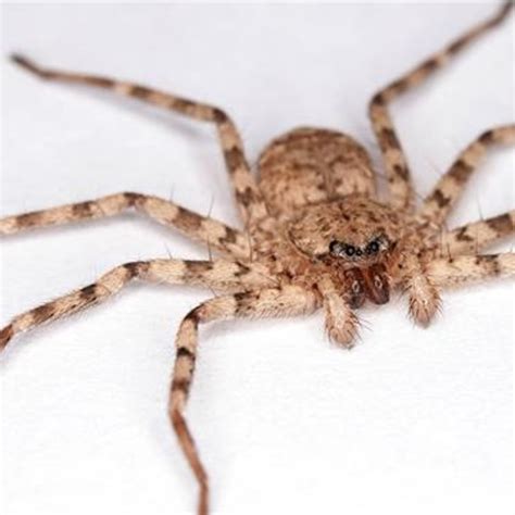 Are Spiders Nocturnal And Active At Night? (In-Depth Look) - Pest Pointer