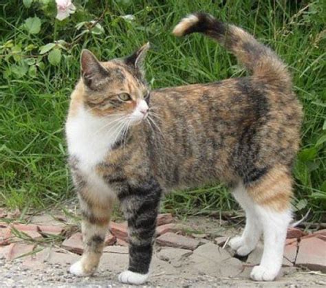 Calico Tabby Cats