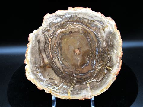 Petrified Wood Petrified Wood