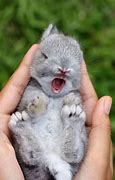 Image result for Cute Wild Bunnies