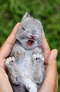 Image result for Cute Domestic Baby Bunnies