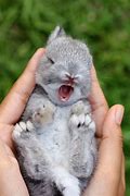 Image result for Cute Bunnies Rabbits