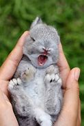 Image result for Cute Mini Bunny's