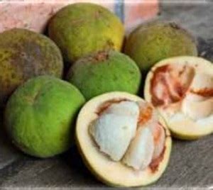 Image result for Kuning Kecapi