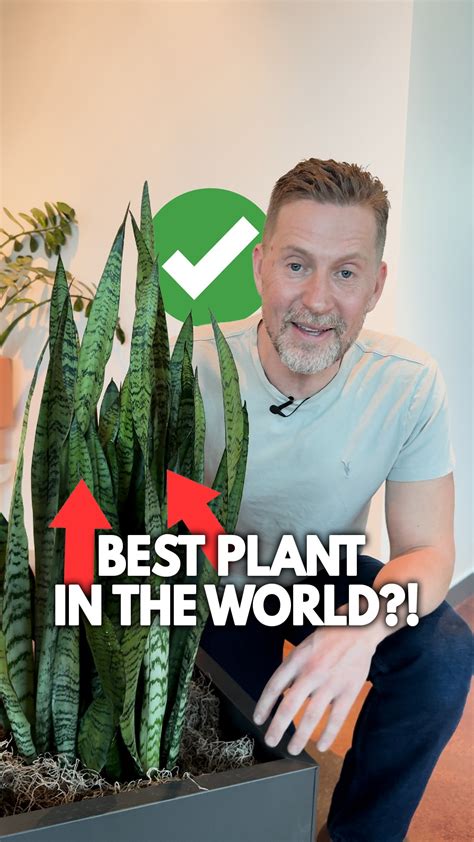 Do Plants Actually Breathe? Here's The Surprising Answer