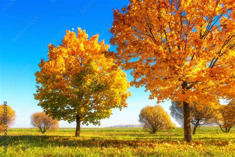 Image result for Outside Fall Trees