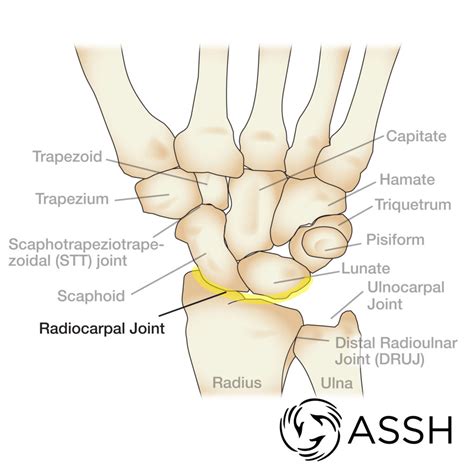 Anatomy 101: Wrist Joints | The Hand Society