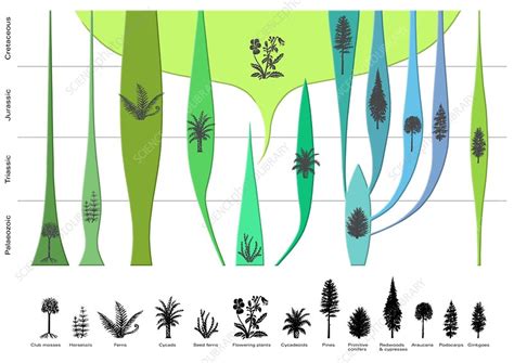 Image result for Plant Evolution Simulation