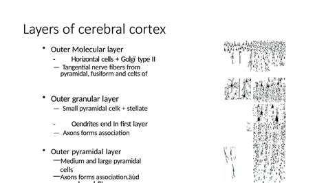 HISTO CEREBRUM,The layers of the cerebrum | PPTX