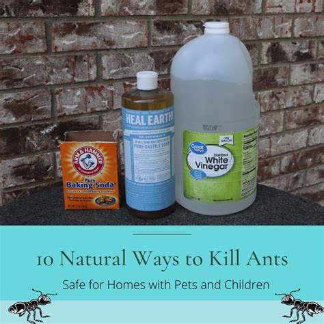 Killing Ants Vinegar