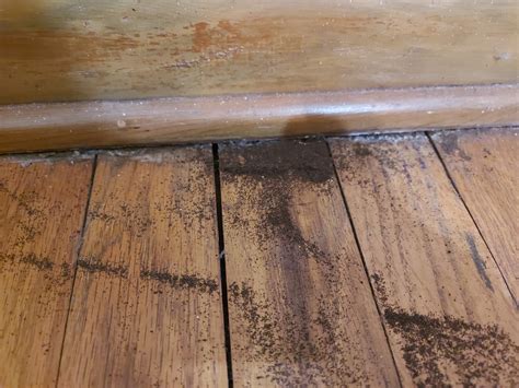 mold - What is this pile of dirt under my furniture? - Home Improvement ...