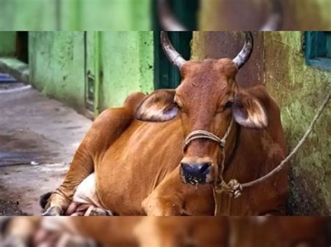 Lumpy Skin Disease in punjabi milk production in reduced by 15 to 20 ...