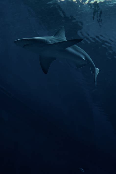 Download wallpaper 2688x4032 shark, predator, fish, dark hd background