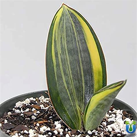 UGALOO Sansevieria Masoniana Whale Fin Snake Plant Air Purifying ...