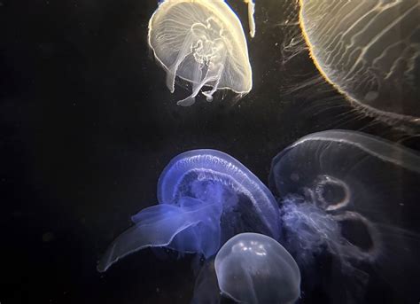 Sea Lice Bites Symptoms and Treatments