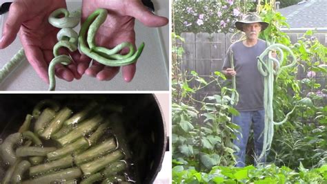 Image result for Python Snake Bean Seeds