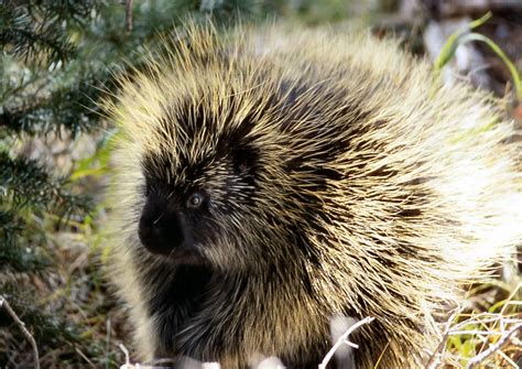 Porcupine vs Echidna: Key Differences Between Spiky Mammals Explained | AnimalCompare.com