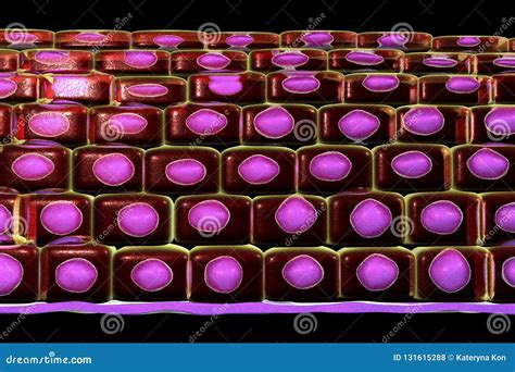 Non-keratinized Stratified Squamous Epithelium Stock Illustration ...