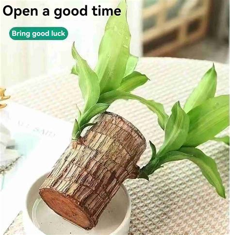 Brazalian Mini Brazalian wood Price in India - Buy Brazalian Mini ...