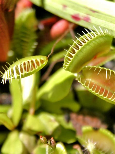 Carnivorous Plants Sundew