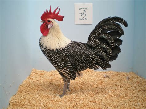 Fancy Chicken Breeds - Poultry Hub Australia