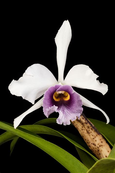 Cattleya C. G. Roebling (1895) 'Sentinel' - Cattleya clonal hybrid ...
