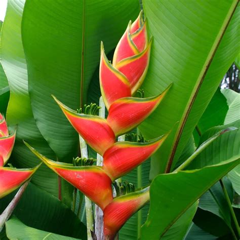 PLANTSGURU Heliconia Wagneriana Live Plant with Plastic Pot : Amazon.in ...