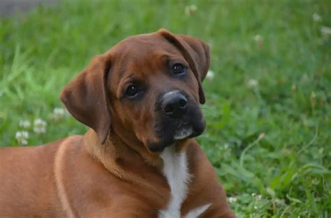 Image result for Boxer Mix Dogs