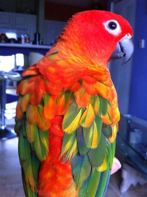 Image result for Red Factor Conure