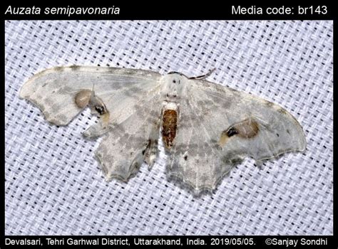 Auzata semipavonaria Walker, [1863] - | Moths
