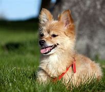 Image result for Cute Mini Dog Breeds