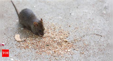 Hantavirus Disease: Deadly rat disease claims lives in the US, are ...