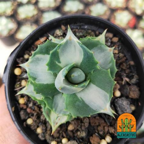Jual KAKTUS SUKULEN agave shoji raijin variegata putih - Kab. Bandung ...