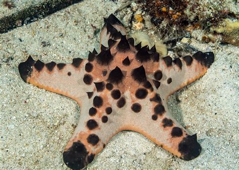 Chocolate Chip Sea Star (Protoreaster nodosus) - Spanglers' Scuba