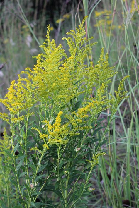 Ragweed Flower
